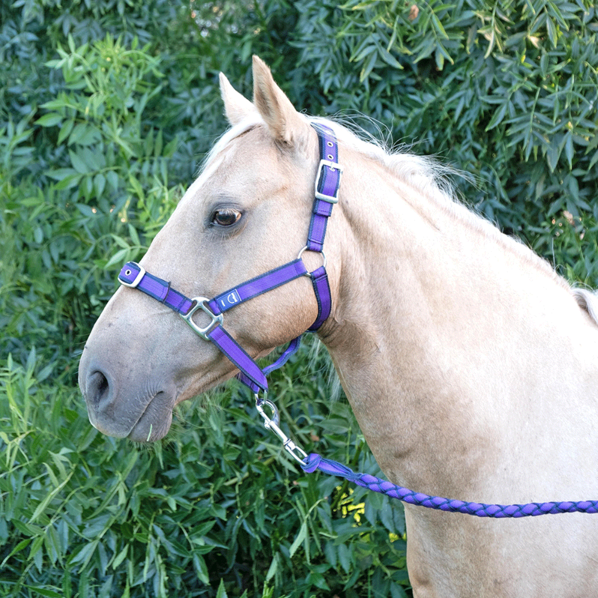 AnipalHalter_LeadSetAutumnLilac