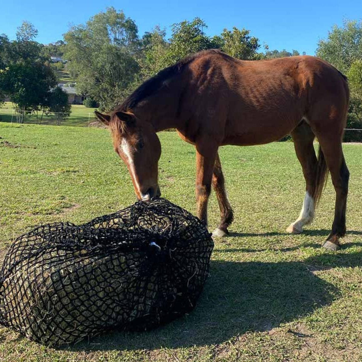 Aussie_Grazers_Square_Bale