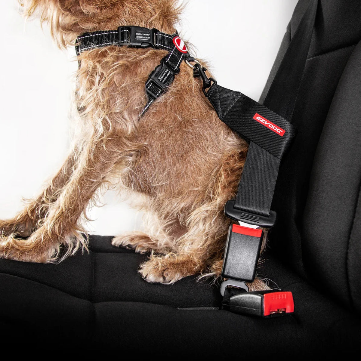 Car_Restriant_Dog_Black