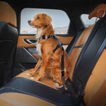 ClickCarRestraintIsofixStandardDog