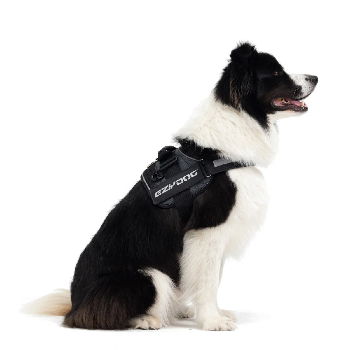ConvertHarnessDog