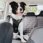 DriveCarHarnessDog
