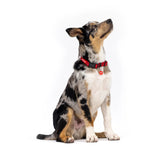 EssentialCollarDog