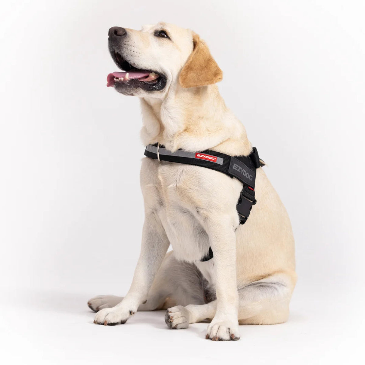 Express_Harness_Dog