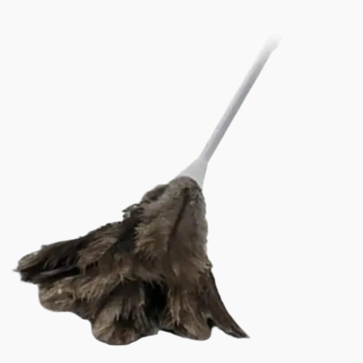 FeatherDusterMedium