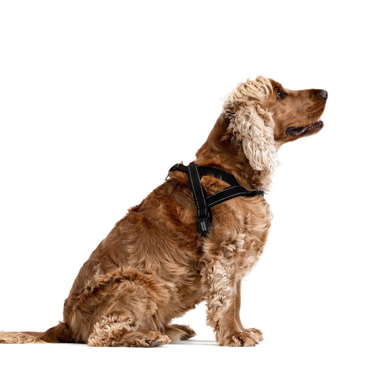 QuickFitHarnessDog
