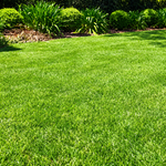 TurfwiseOasisLawnBlendGrass