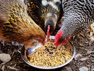 Poultry feed