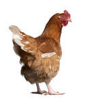 Poultry medications