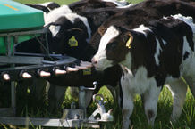 Calf Feeding