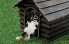 Dog Houses