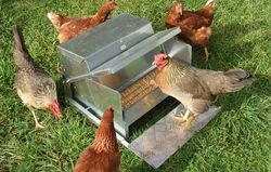 Grandpaand39s Feeders Standard Chicken Feeder 